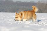 CORGI PEMBROKE 910